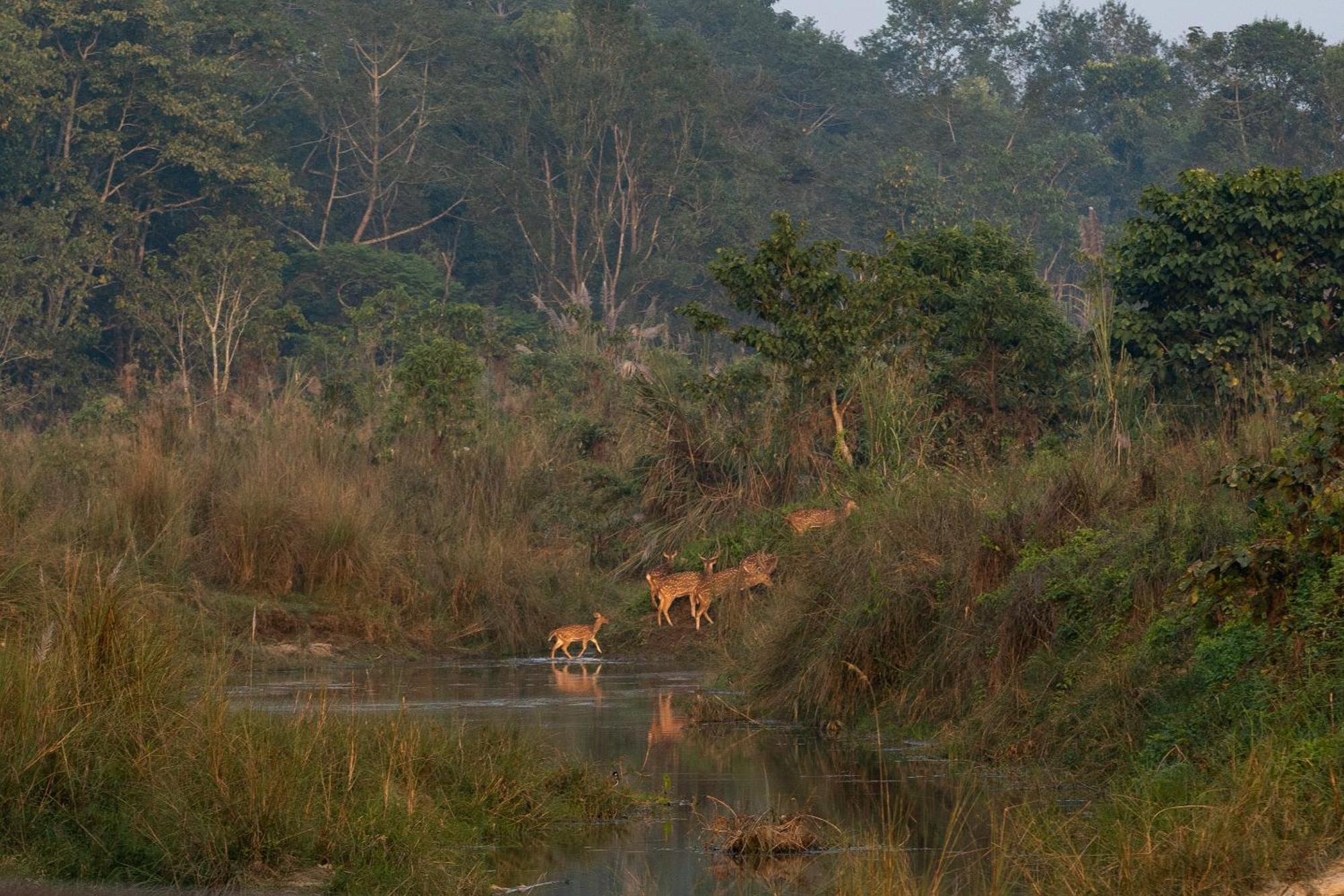 Jungle Villa Resort - Near Chitwan National Park 外观 照片
